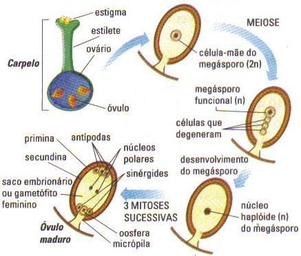 Organologia Vegetal II - Biologia Enem - Veja Flor, Fruto e Semente.